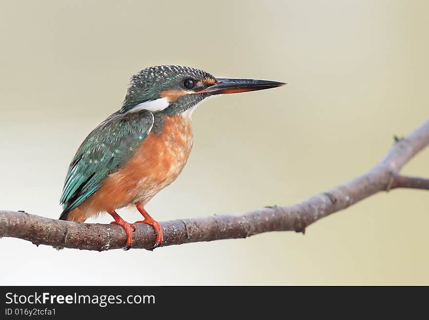 A common kingfisher perching on a branch after food. A common kingfisher perching on a branch after food...