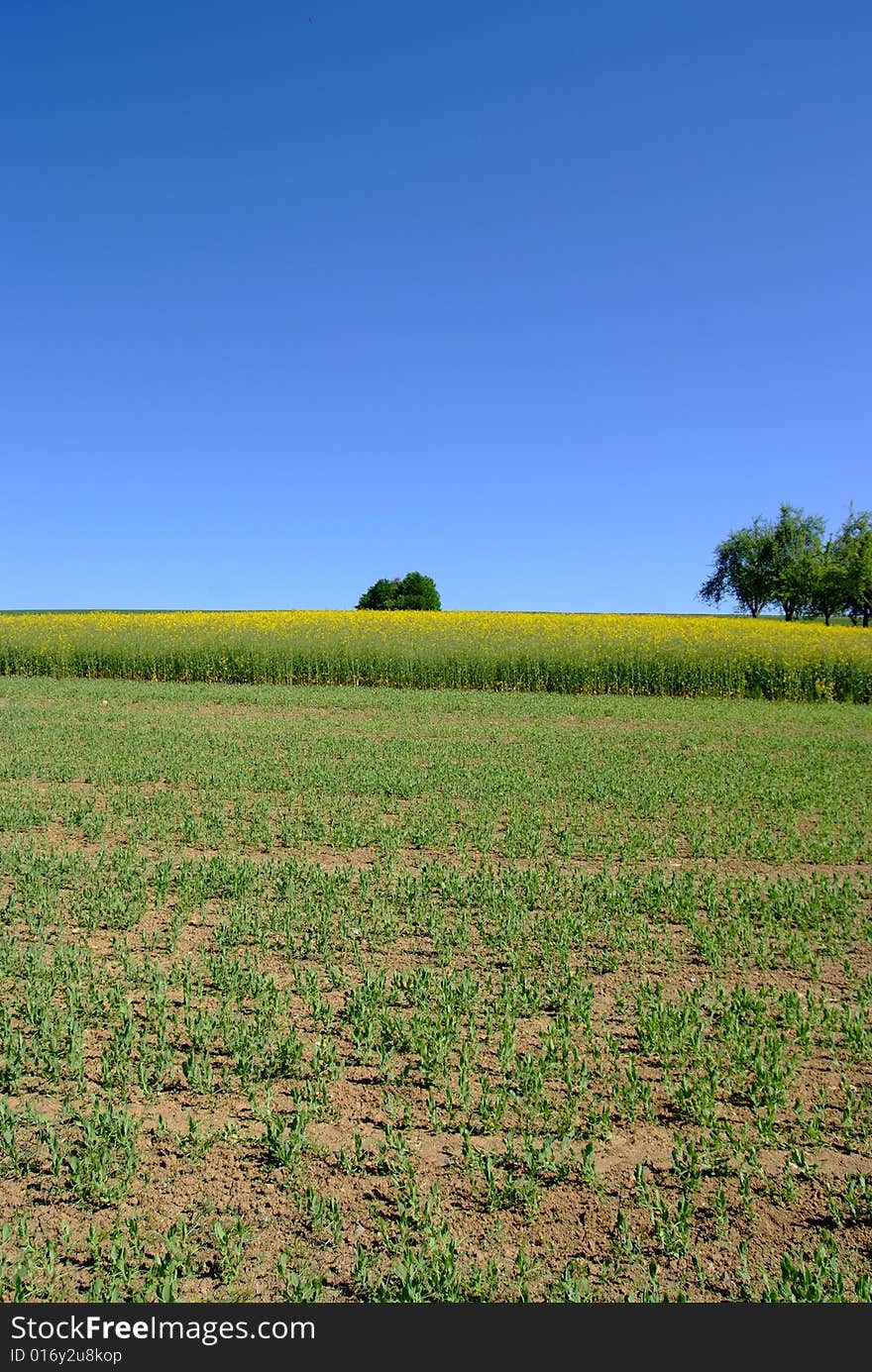 Corn and oilseed