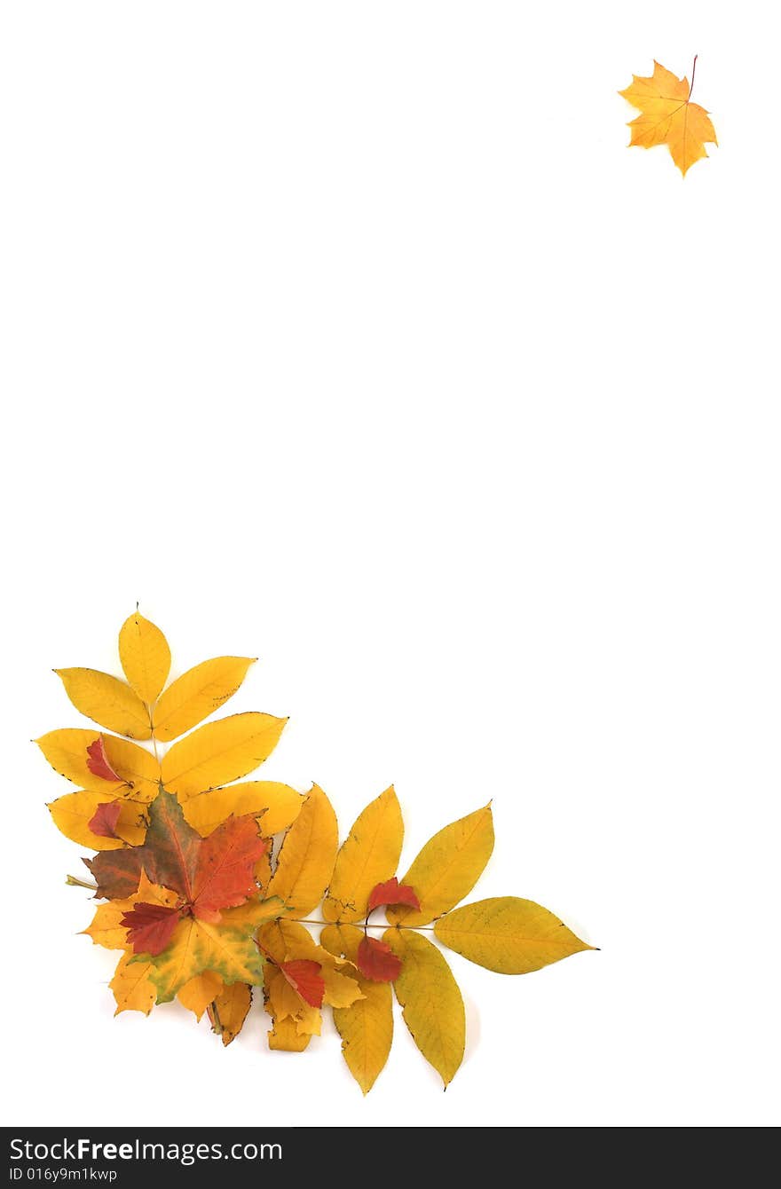 Leaves of yellow orange and red color on a light background. Leaves of yellow orange and red color on a light background.