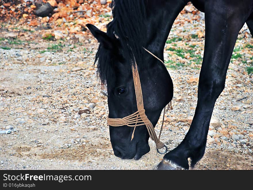 Beautiful black horse walking on country road