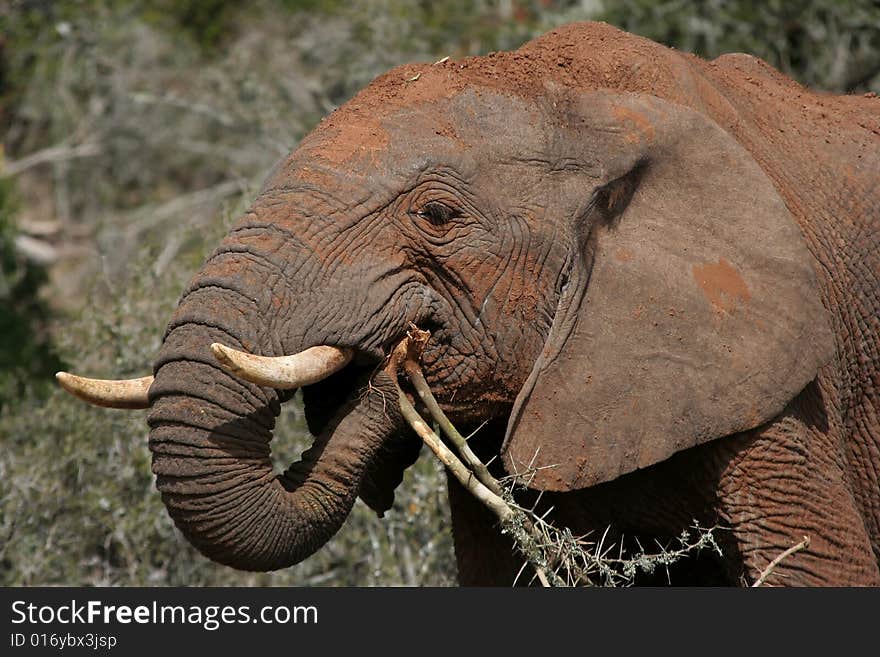 African elephant eating thorny tree in the wild