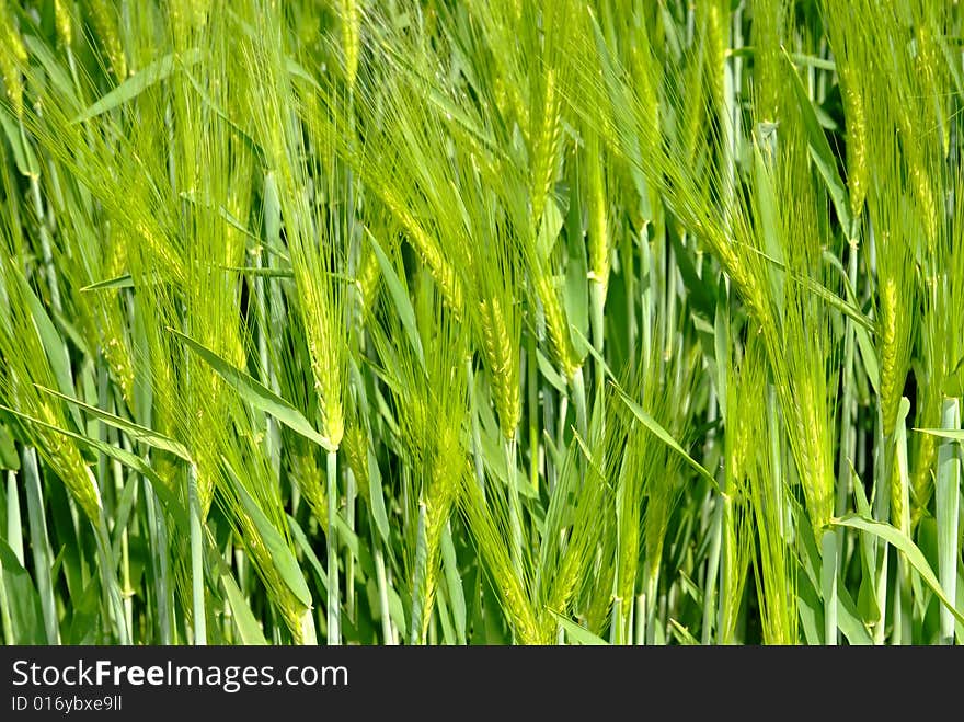 Close up photo in cornfield. crispy details and fantastic summer light and green colours