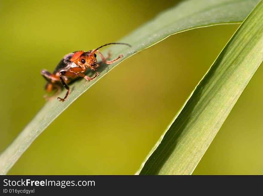 Soldier beetle