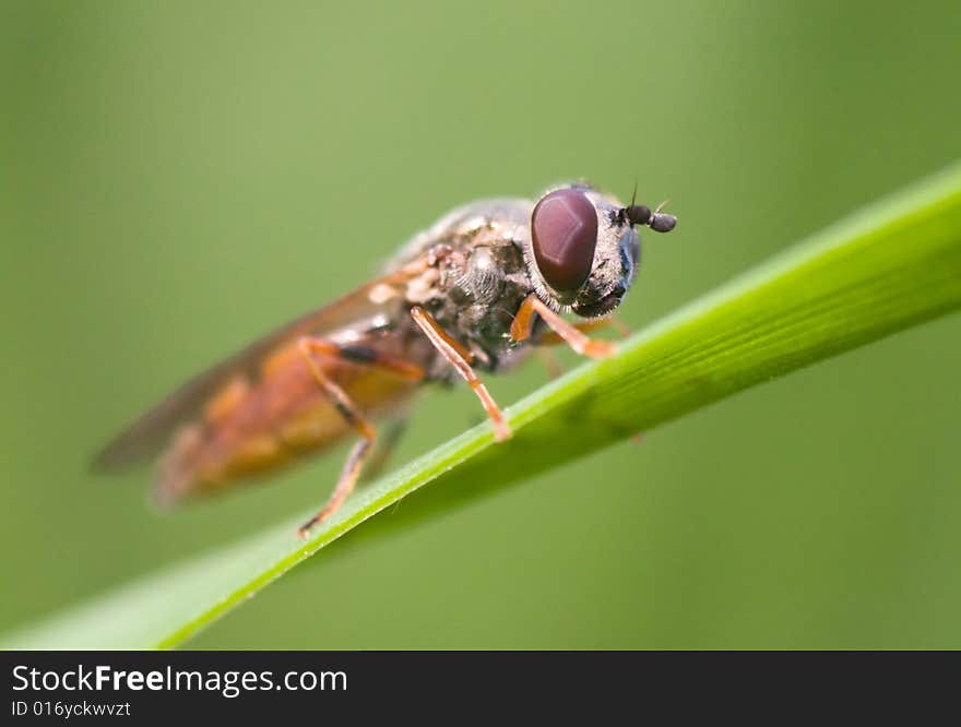 Hover Fly on a blade of grass