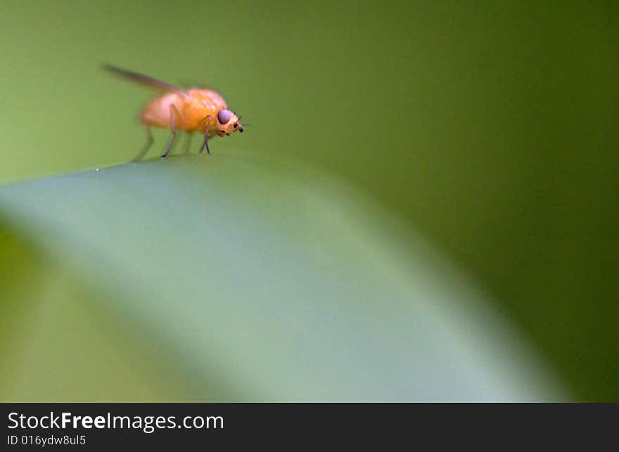 Small fly on a blade of grass