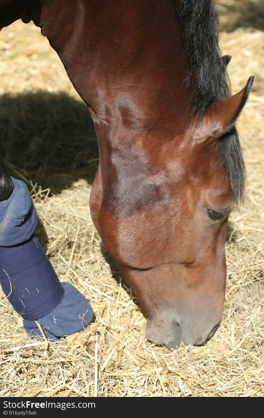 A close-up portrait of a brown horse  eating hay