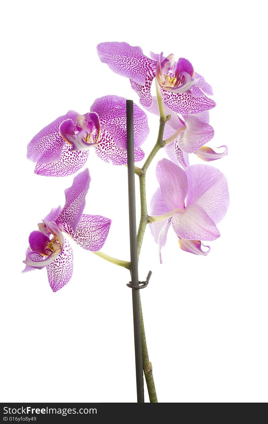 Orchidee pink isolated on white