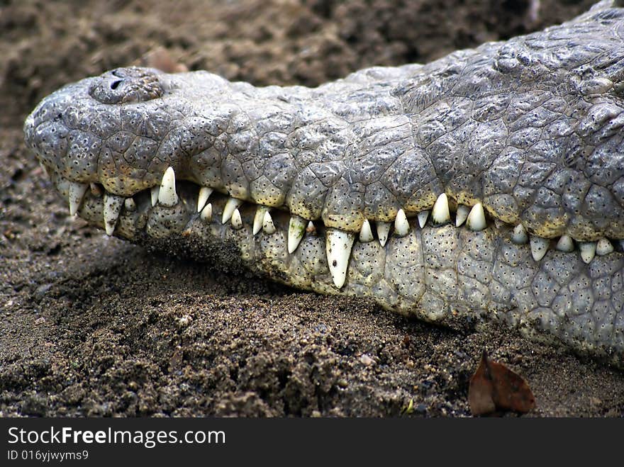 Crocodile