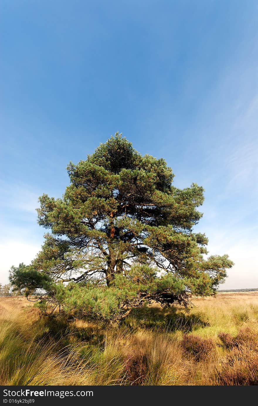 Solitaire pine tree on heathland in autumn