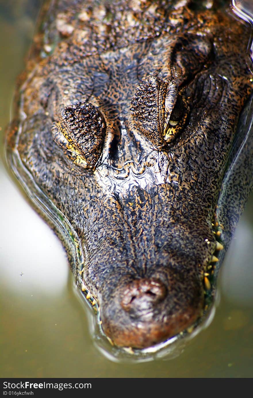 Crocodile close up of face