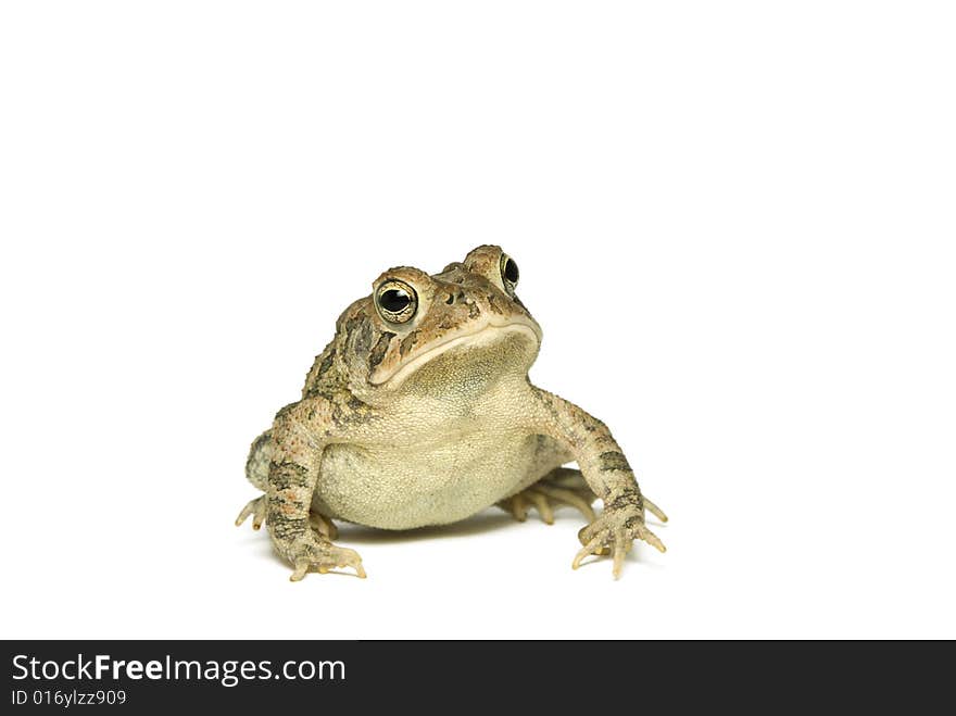 Southern Toad Leaning