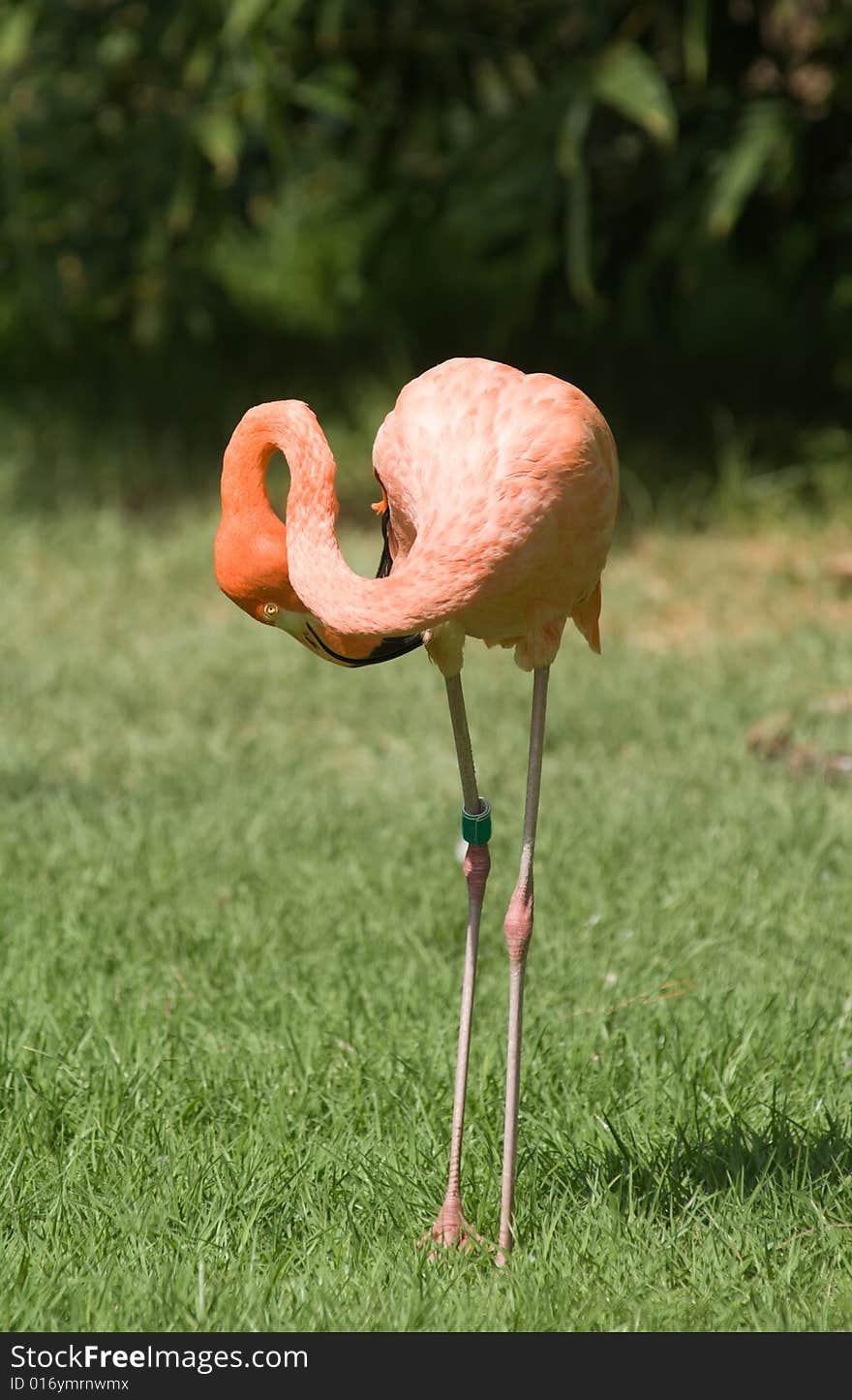 With their bright feathers and strongly hooked bills, flamingos are among the most easily recognized waterbirds. Their pink or reddish color comes from the rich sources of carotenoid pigments (like the pigments of carrots) in the algae and small crustaceans that the birds eat. With their bright feathers and strongly hooked bills, flamingos are among the most easily recognized waterbirds. Their pink or reddish color comes from the rich sources of carotenoid pigments (like the pigments of carrots) in the algae and small crustaceans that the birds eat.