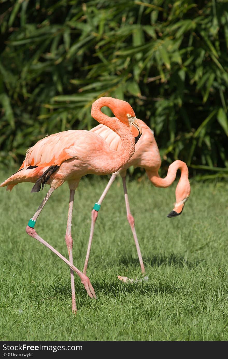 With their bright feathers and strongly hooked bills, flamingos are among the most easily recognized waterbirds. Their pink or reddish color comes from the rich sources of carotenoid pigments (like the pigments of carrots) in the algae and small crustaceans that the birds eat. With their bright feathers and strongly hooked bills, flamingos are among the most easily recognized waterbirds. Their pink or reddish color comes from the rich sources of carotenoid pigments (like the pigments of carrots) in the algae and small crustaceans that the birds eat.