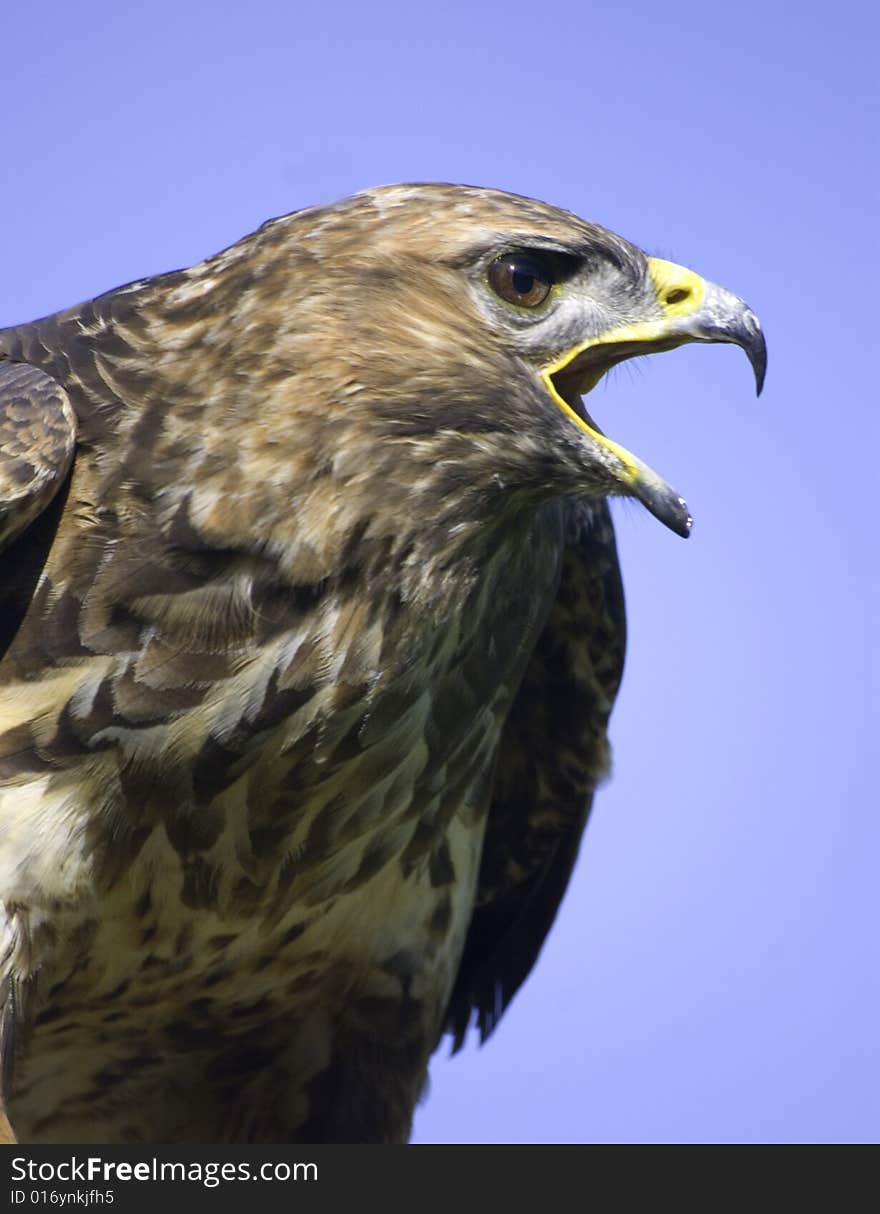 Portrait of a buzzard shouting