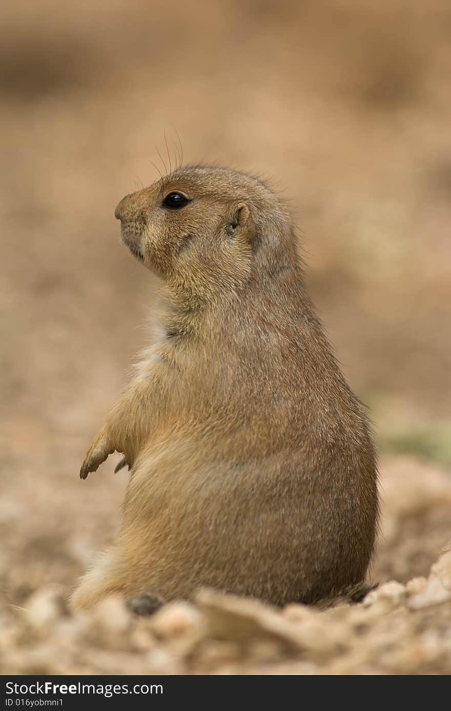 Black-tailed Prairie Dog