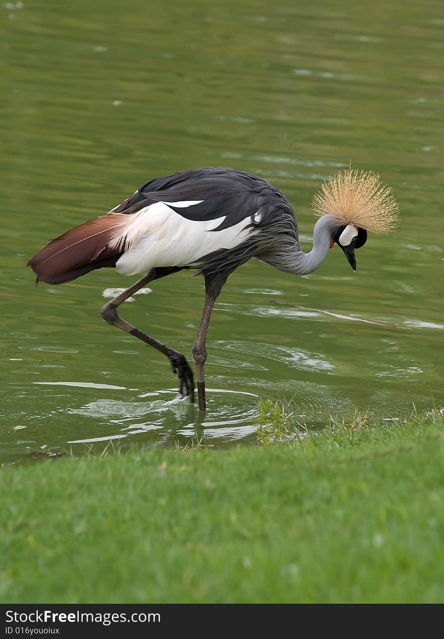 Crowned crane