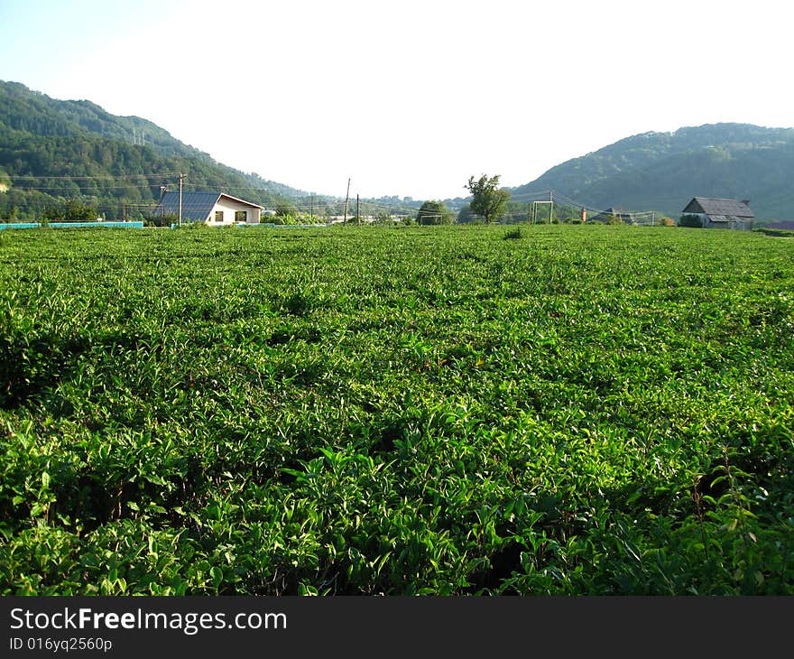 Tea Plantation