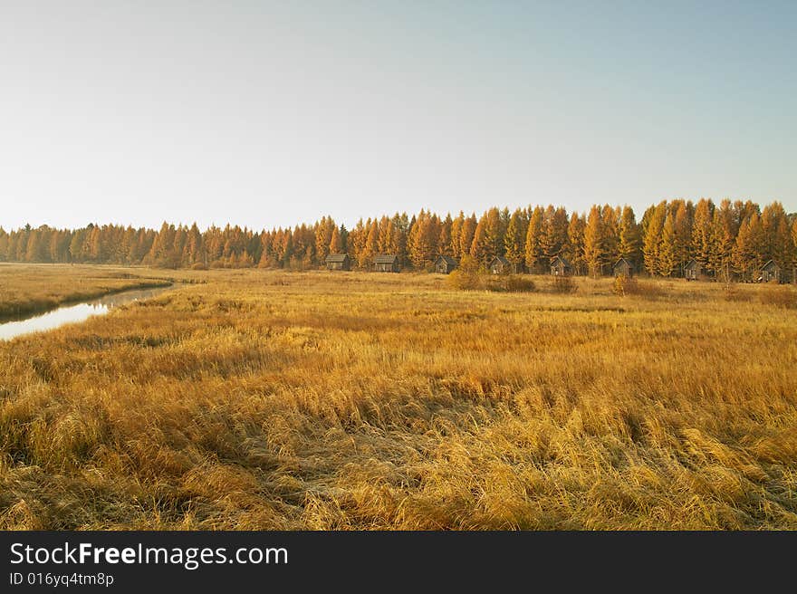 A view of morning grassland and forest.