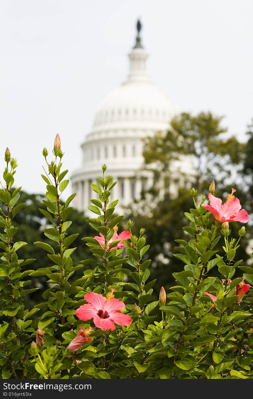 The Capitol