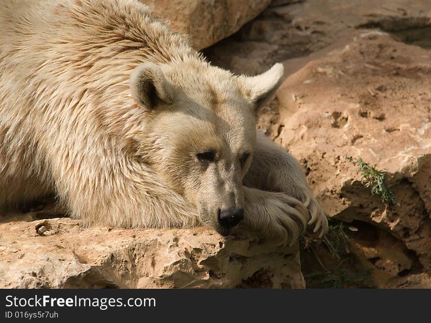 Brown Syrian Bear (Ursus arctos syrianus) is the smallest subspecies of Brown Bear.
They are omnivorous, eating almost any type of food, including meat, grass, and fruits.