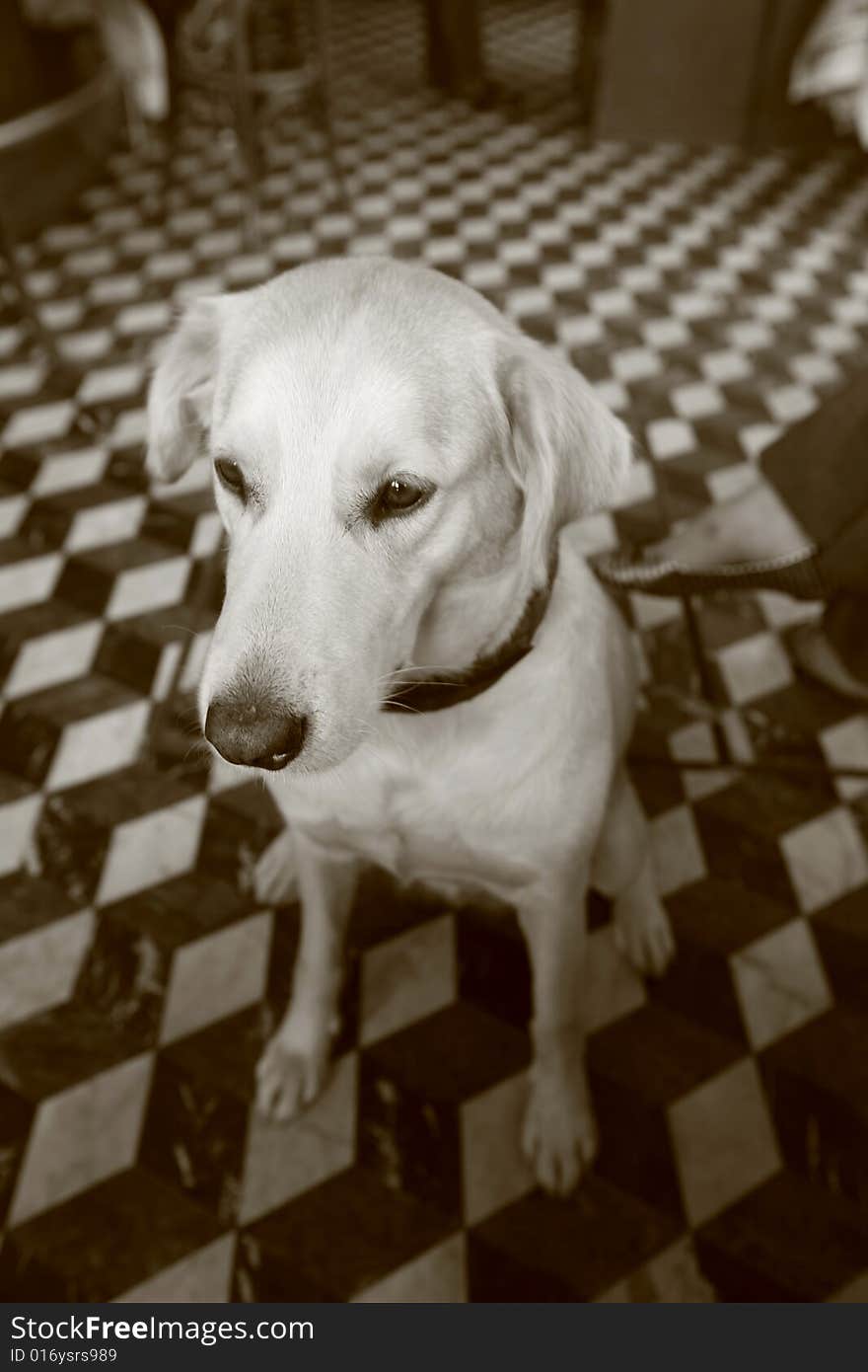 Female labrador dog sitting on checkered floor restaurant in paris, france