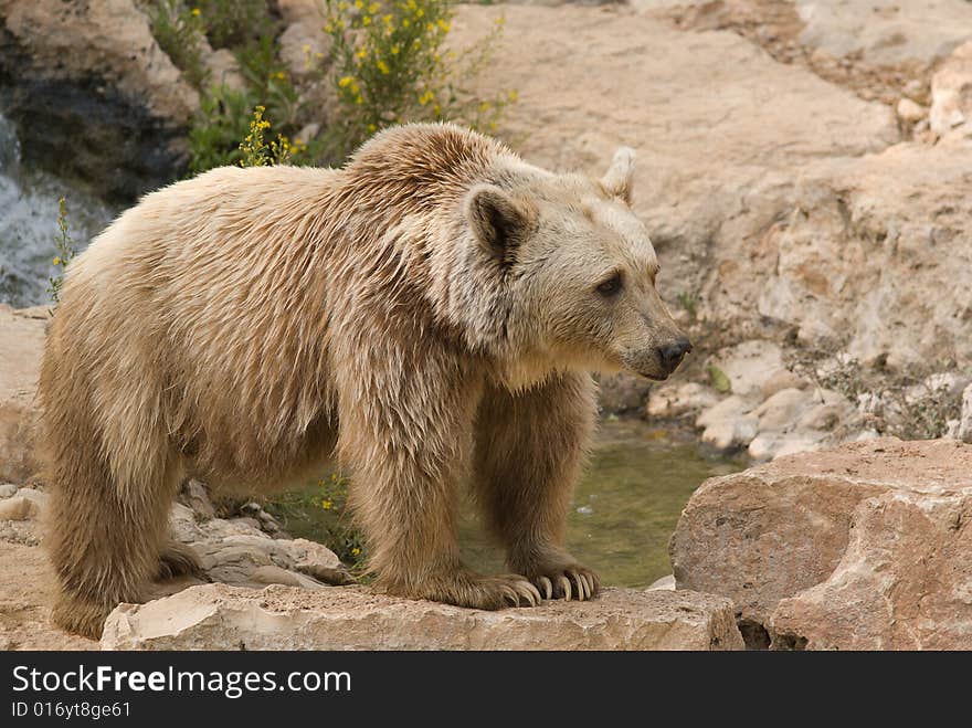 Brown Syrian Bear (Ursus arctos syrianus) is the smallest subspecies of Brown Bear.
They are omnivorous, eating almost any type of food, including meat, grass, and fruits.