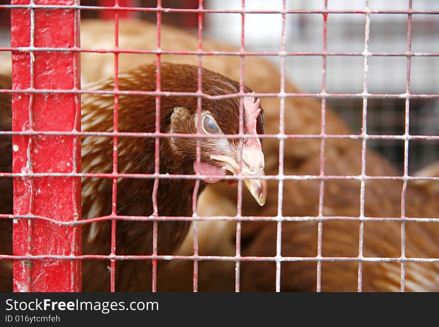 Egg laying chicken in cage on French market