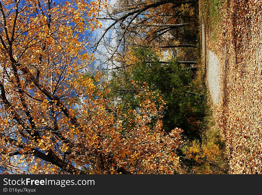 Autumn Walk