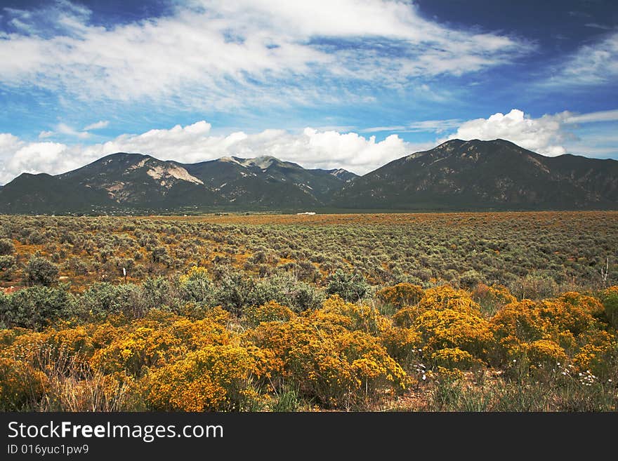 Colorful field of yellow-orange plants streching out in front of mountains with blue sky above. Colorful field of yellow-orange plants streching out in front of mountains with blue sky above.