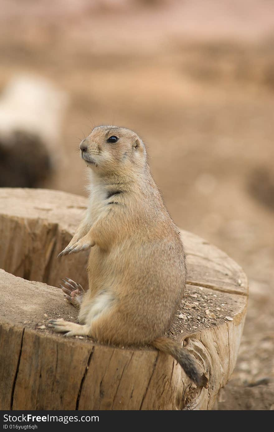 Black-tailed Prairie Dog