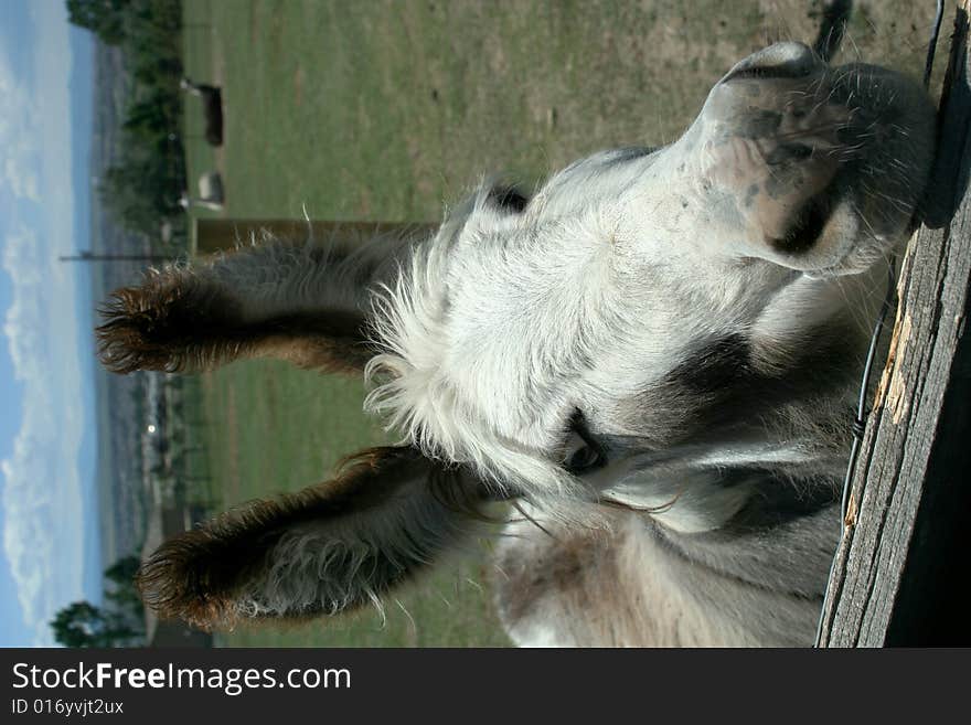 Friendly Donkey