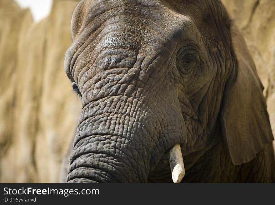 Elephants face closely than is healthy