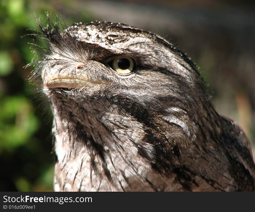 Tawny frog mouth owl at Busch Gardens