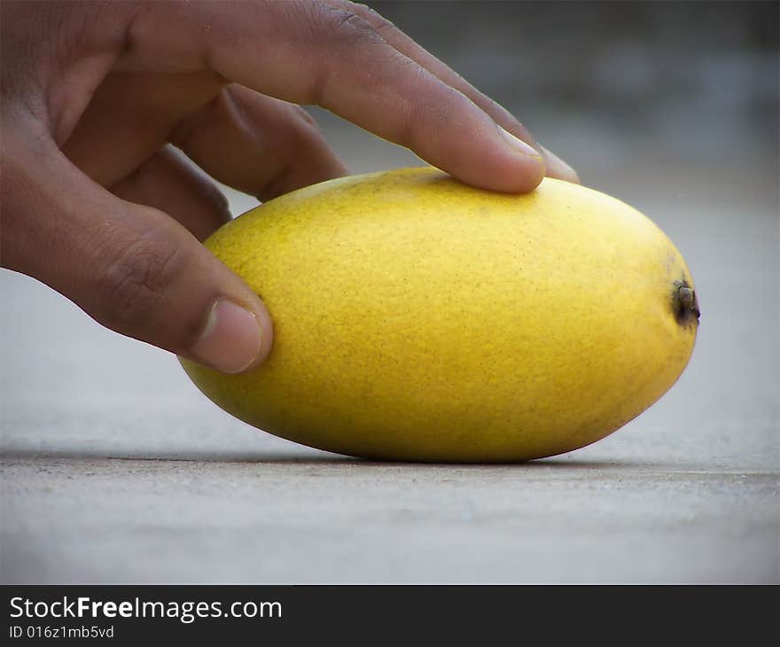 Hand is touching with ripe mango. Hand is touching with ripe mango