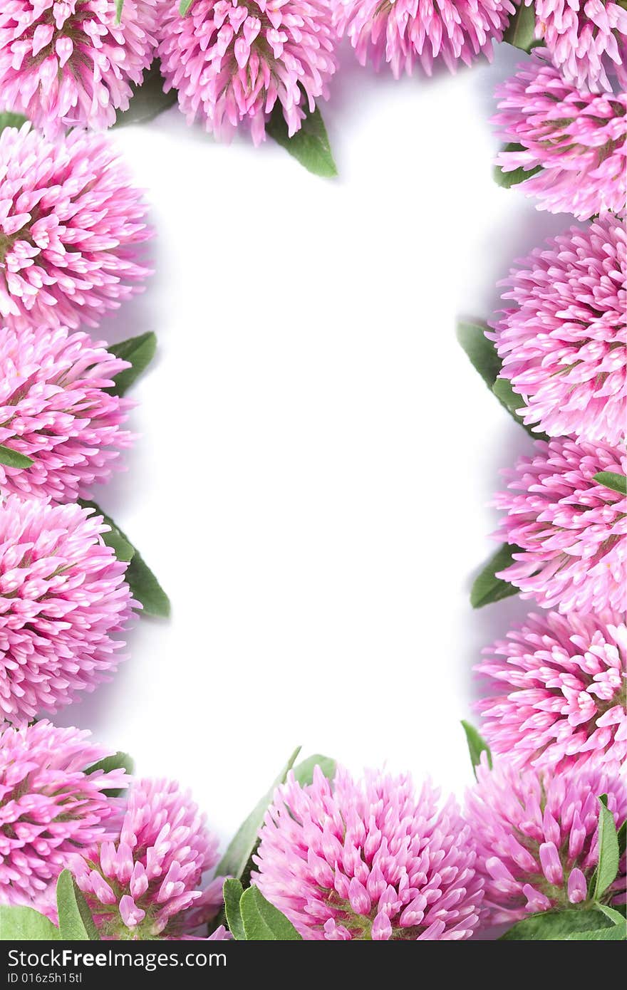 Frame Of Pink Clovers Isolated