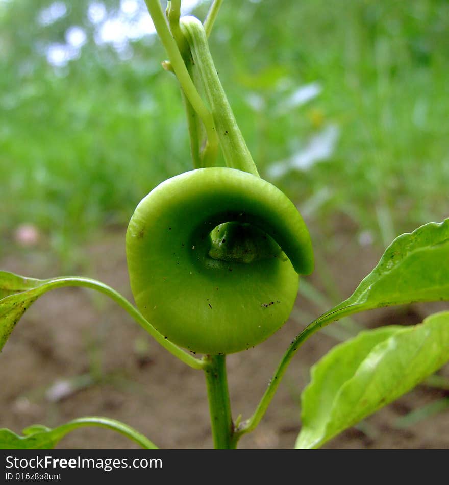 Crude pepper growing on a branch in a field. Crude pepper growing on a branch in a field