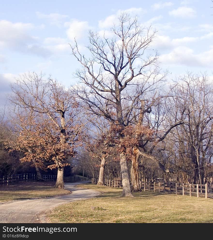 Oak trees on a farm road in Virginia. Oak trees on a farm road in Virginia