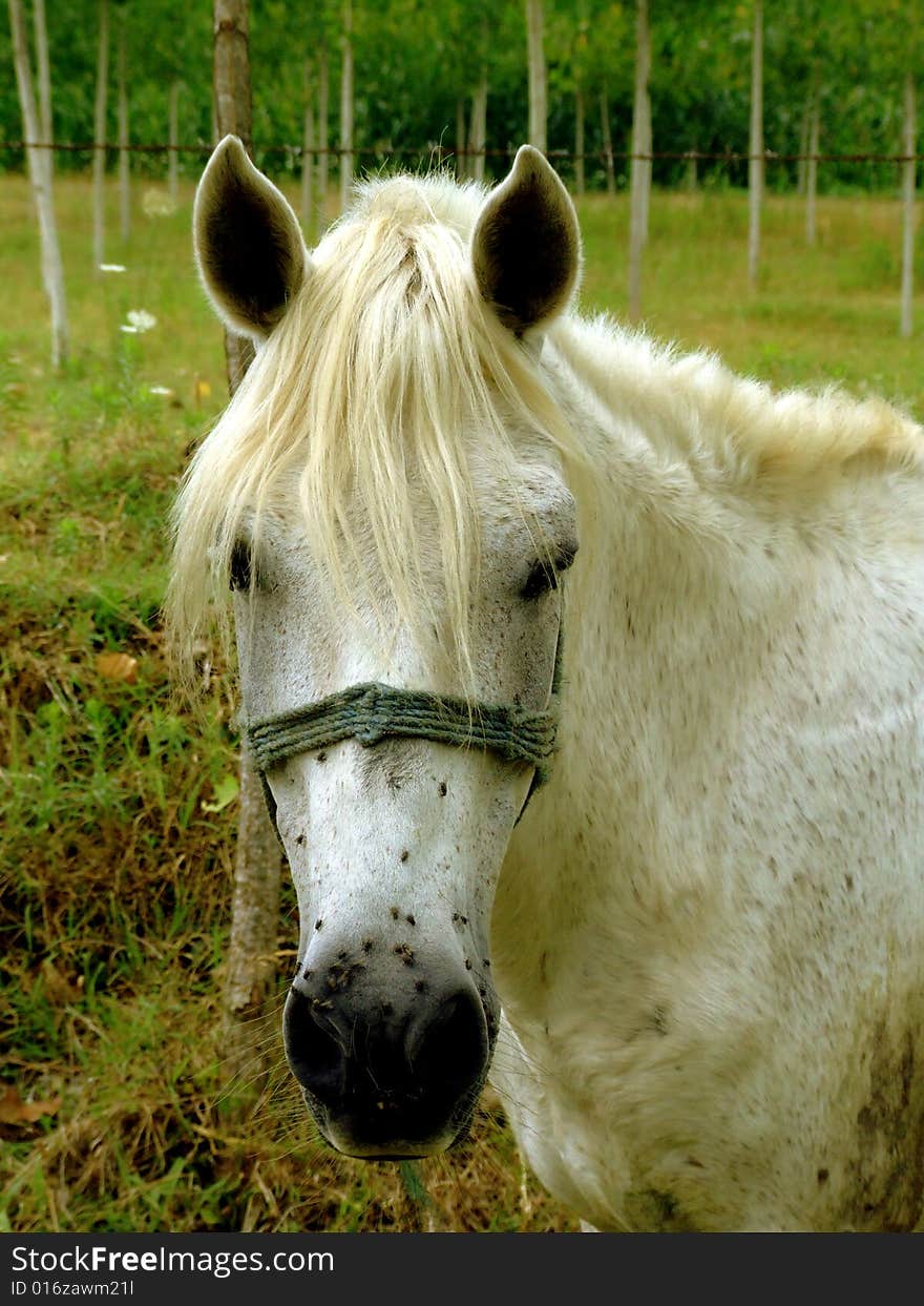 A white horse wandering in a farm