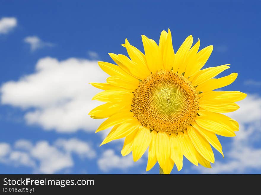 Amazing sunflower and blue sky background