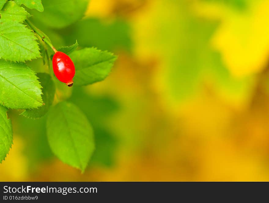 Autumn leaves, very shallow focus