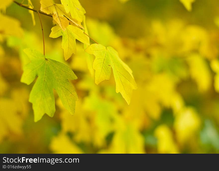 Autumn leaves, very shallow focus