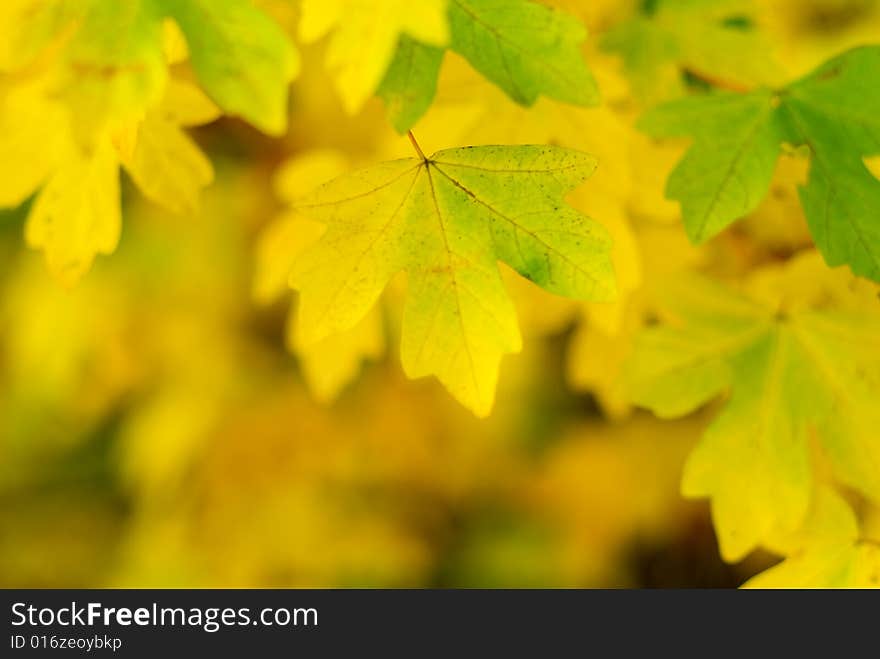 Autumn leaves, very shallow focus