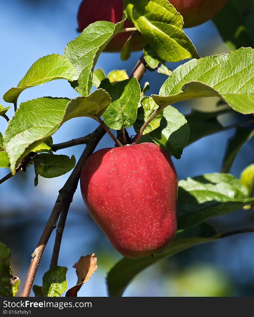 Red apple on the tree