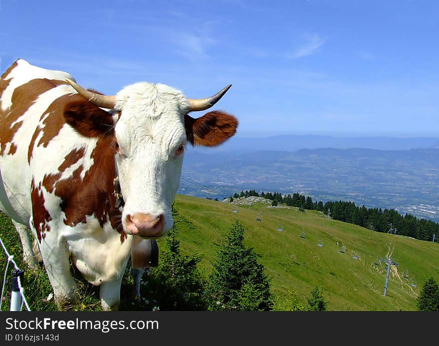 Cow