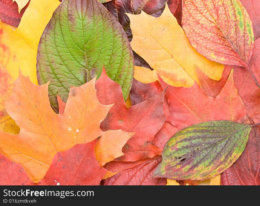 Autumn leaves on a white background. Close-up.