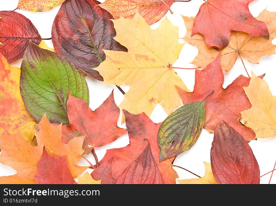 Autumn leaves on a white background. Close-up.