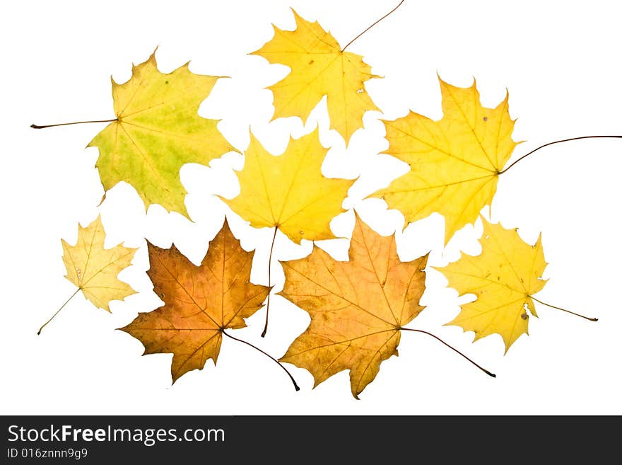 Autumn leaves on a white background. Close-up.