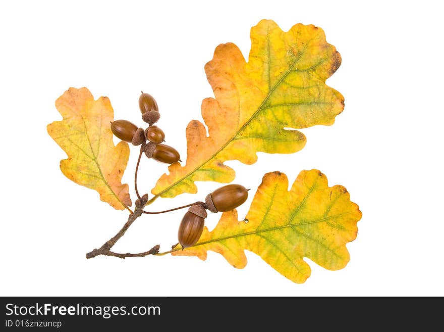 Autumn leaves on a white background. Close-up.