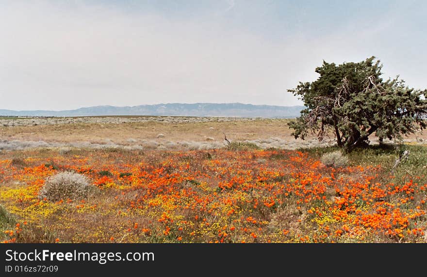 California Poppies