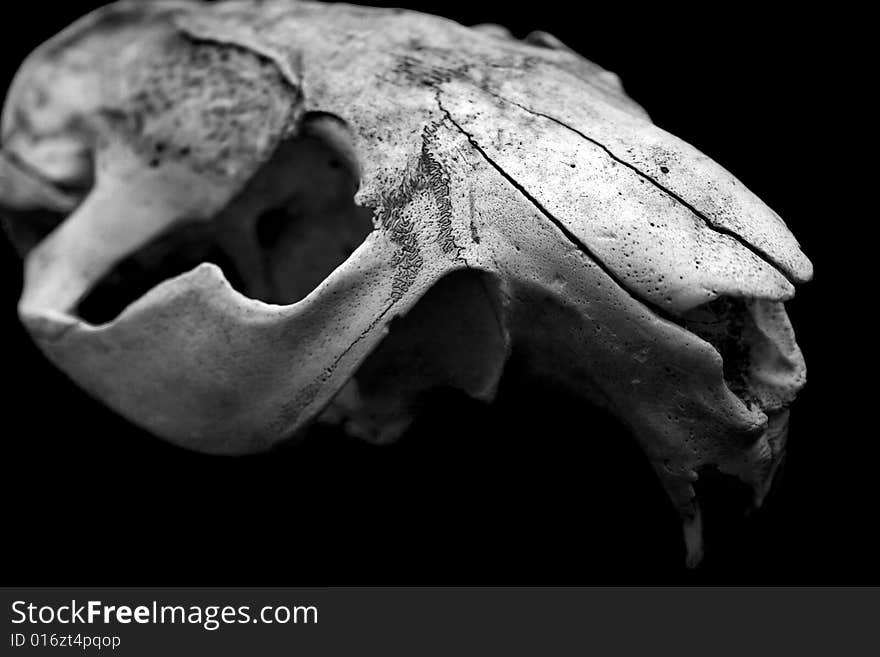 Closeup black and white of an animal skull showing bone details. Closeup black and white of an animal skull showing bone details.